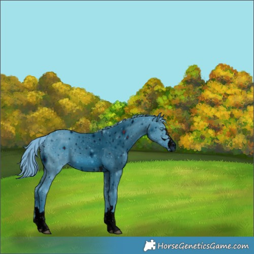 Horse Color:ERROR: UNKNOWN ANOMALY