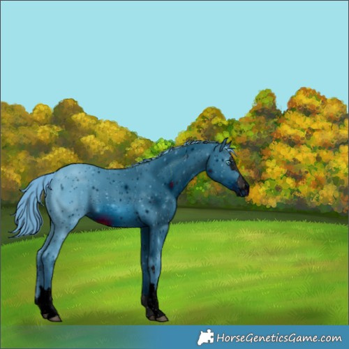 Horse Color:ERROR: UNKNOWN ANOMALY