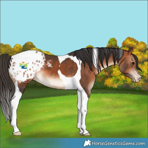 Horse Color:Bay Tobiano Blanket