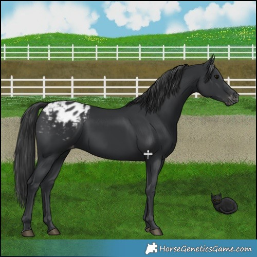 Horse Color:Black Appaloosa 