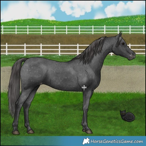 Horse Color:Black Appaloosa 