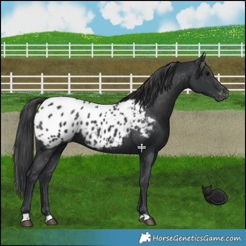 Horse Color:Black Appaloosa 