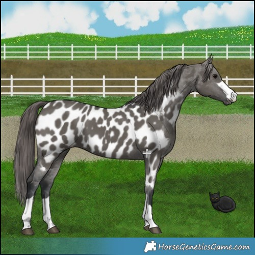 Horse Color:Grullo Appaloosa 