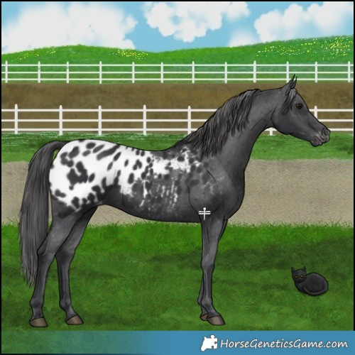 Horse Color:Black Appaloosa 