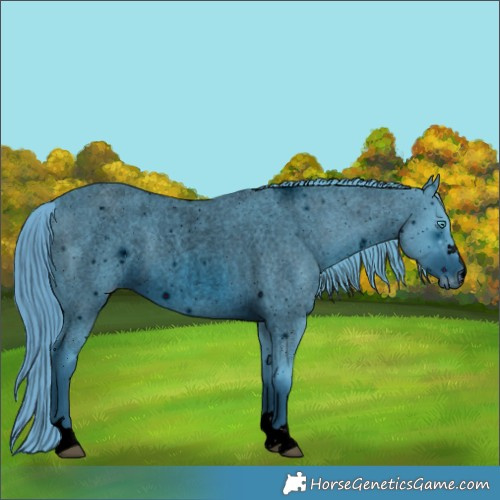 Horse Color:ERROR: UNKNOWN ANOMALY
