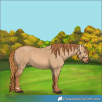 Horse Color:Red Dun Rabicano