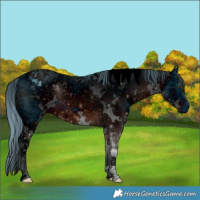 Horse Color:ERROR: UNKNOWN ANOMALY