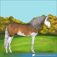 Horse Color:Silver Buckskin Splash 