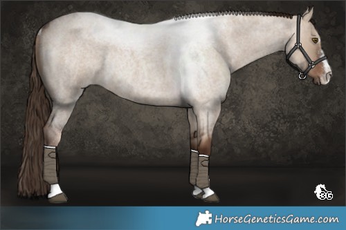 Horse Color:Liver Red Dun Roan Rabicano 