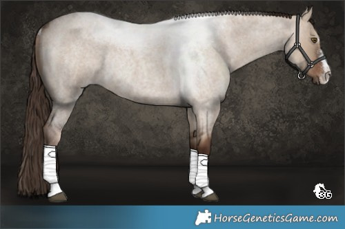 Horse Color:Liver Red Dun Roan Rabicano 