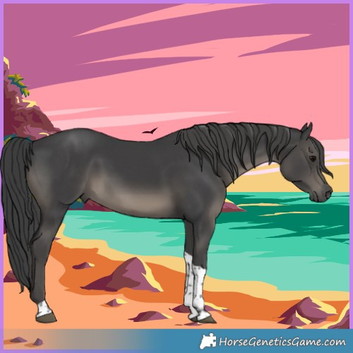 Horse Color:Black Tobiano