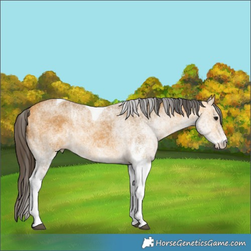 Horse Color:White Spotted Buckskin Tobiano 