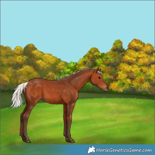 Horse Color:Silver Bay 