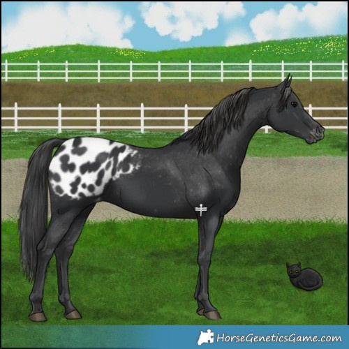 Horse Color:Black Appaloosa 