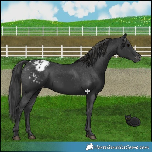 Horse Color:Black Appaloosa 
