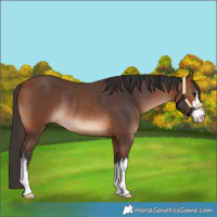 Horse Color:White Spotted Bay Rabicano