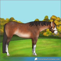 Horse Color:White Spotted Bay Rabicano 