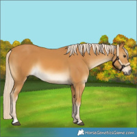 Horse Color:Palomino 