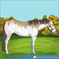 Horse Color:White Spotted Amber Champagne 