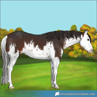 Horse Color:White Spotted Brown Splash 