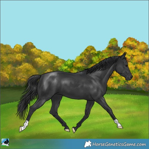 Horse Color:Black Mushroom 