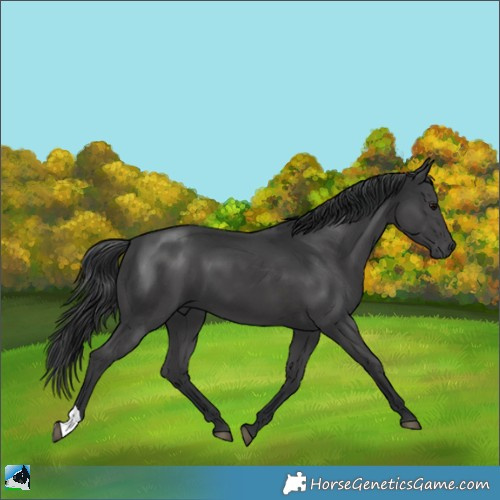 Horse Color:Black Mushroom 