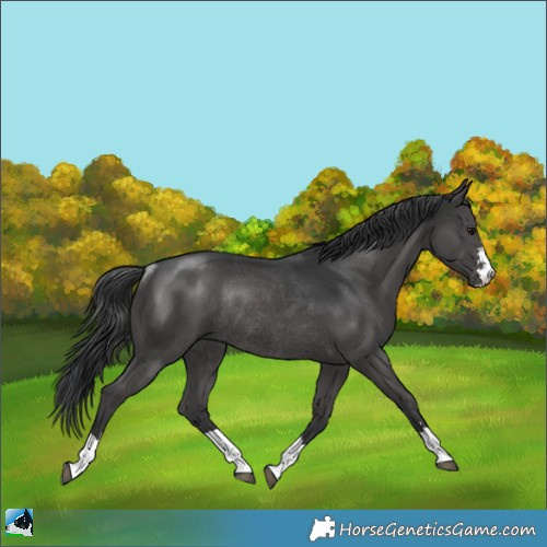 Horse Color:Black Mushroom Rabicano 