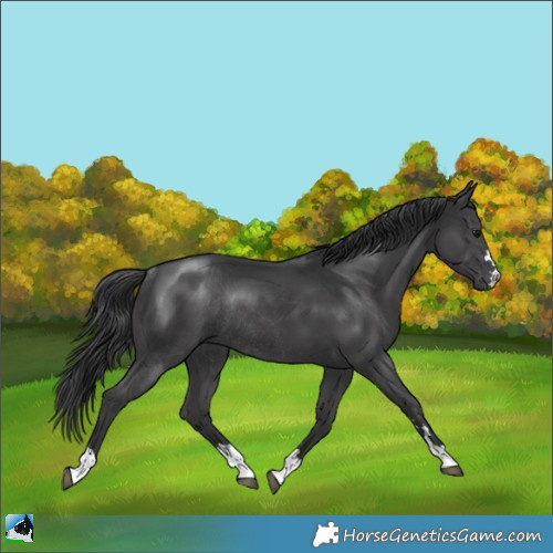 Horse Color:Black Mushroom Rabicano 