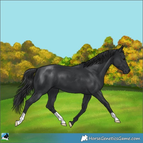 Horse Color:Black Mushroom 