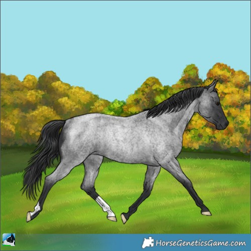 Horse Color:Blue Roan Mushroom Rabicano 