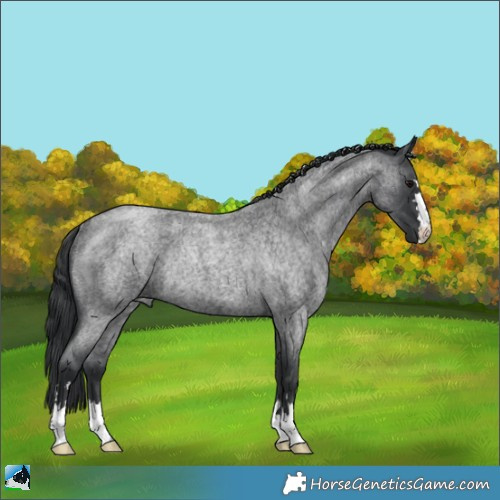 Horse Color:Blue Roan Mushroom Rabicano 