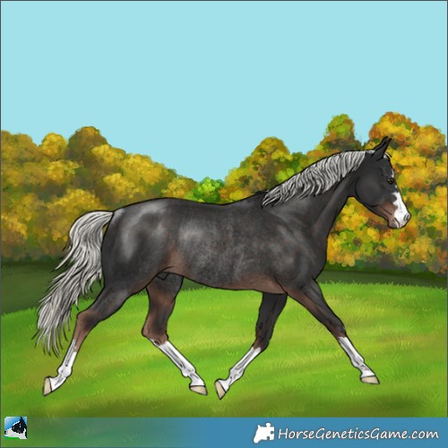 Horse Color:Liver Chestnut Mushroom Rabicano 