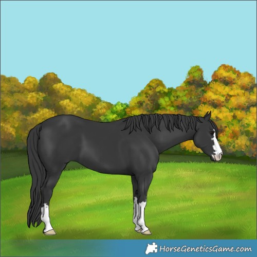 Horse Color:Black 