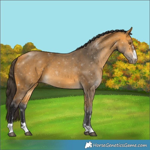 Horse Color:Buckskin 