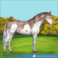 Horse Color:Plaid  Silver Brown Sabino Splash 