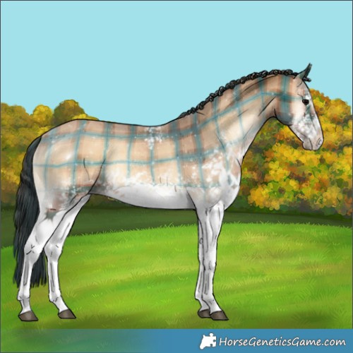 Horse Color:Plaid  White Spotted Bay Onyx 