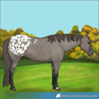 Horse Color:Grullo Appaloosa 