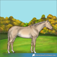 Horse Color:Chocolate Palomino Dun 