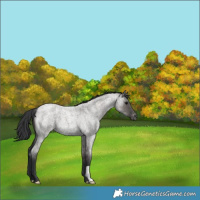Horse Color:Grullo Roan Appaloosa 