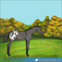 Horse Color:Grullo Mushroom Appaloosa 