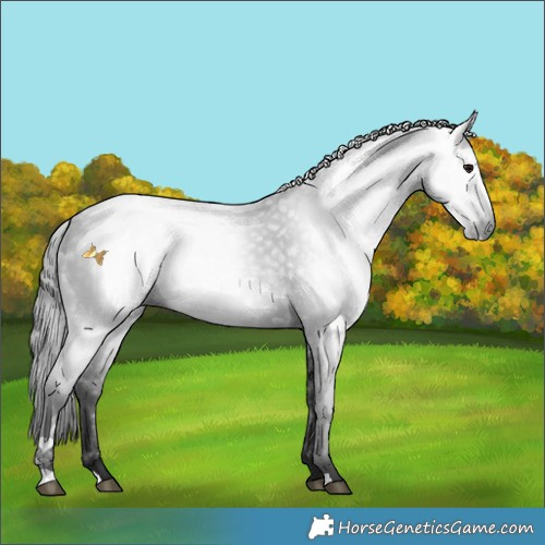 Horse Color:Gray Smoky Black Rabicano 