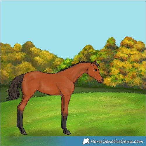 Horse Color:Bay 