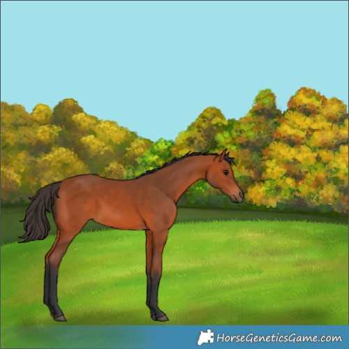 Horse Color:Bay 