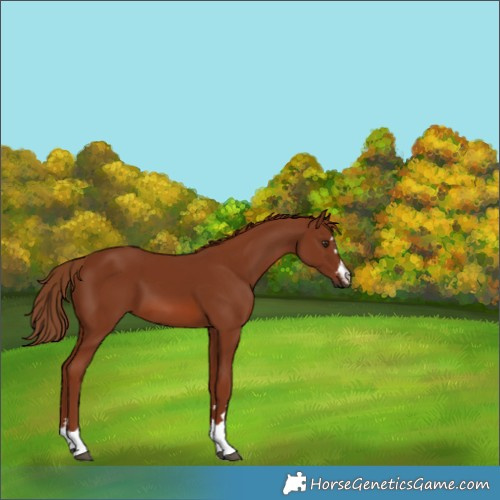 Horse Color:Chestnut 