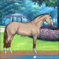 Horse Color:Red Dun 