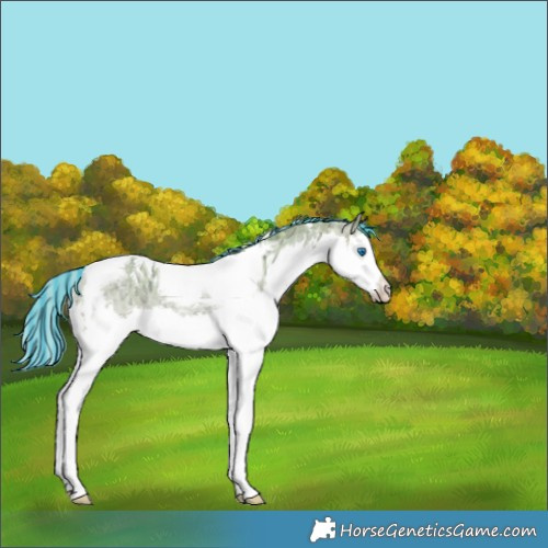 Horse Color:Painted Watercolor Silver Buckskin Ice Dun Splash Tobiano Rabicano 