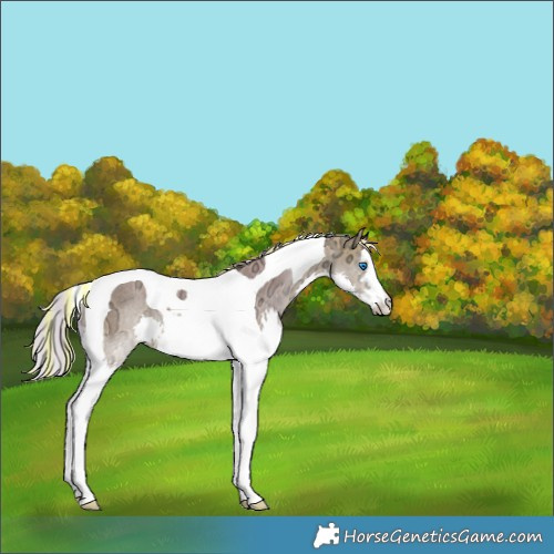 Horse Color:Painted Watercolor Silver Buckskin Ice Dun Splash Tobiano Rabicano 