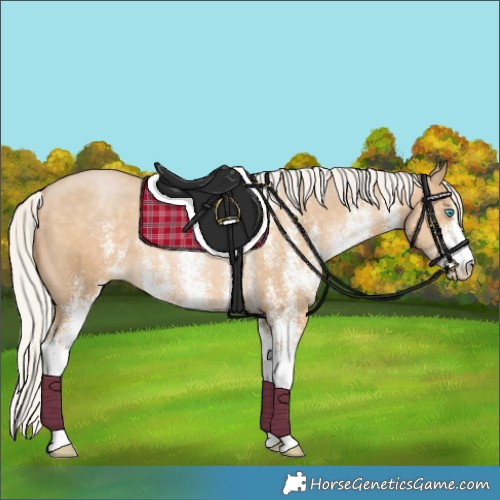 Horse Color:White Spotted Silver Buckskin Pearl