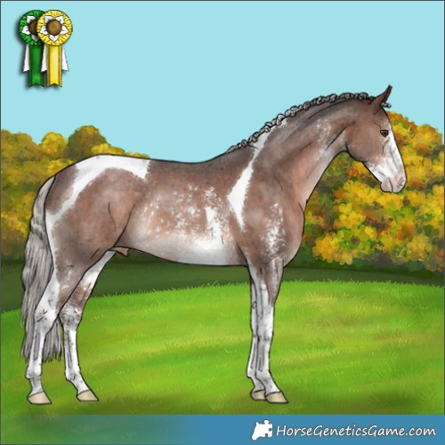 Horse Color:Silver Brown Sabino Tobiano Appaloosa Rabicano 