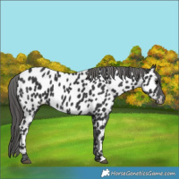 Horse Color:Black Appaloosa 